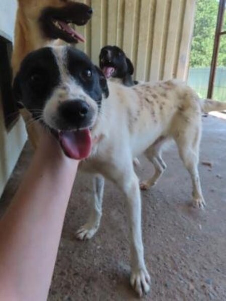 Adopter Mara