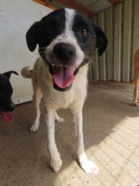 Adopter Mara