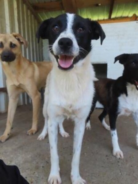 Adopter Mara
