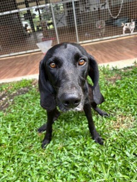 Adopter Marcus