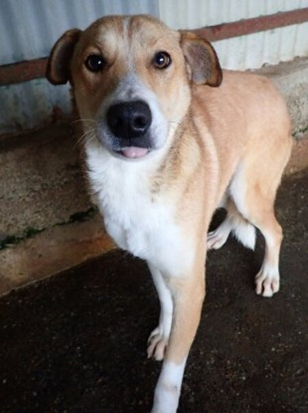 Adopter Marghioala