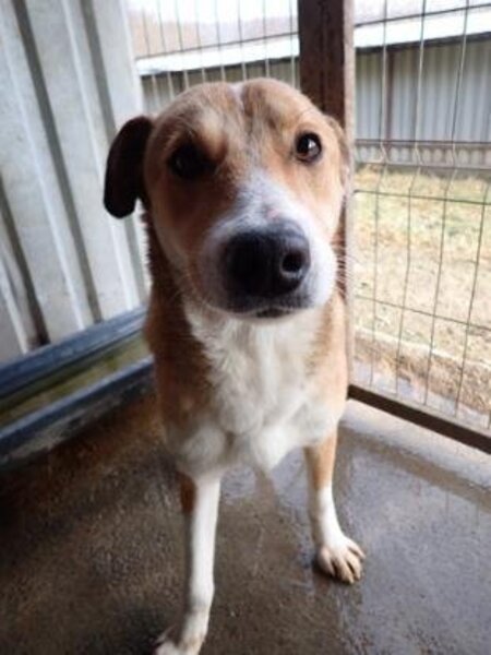Adopter Marghioala