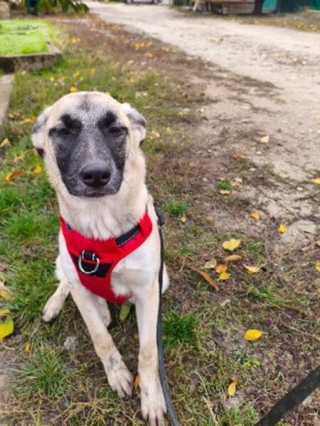 Adopter Margo