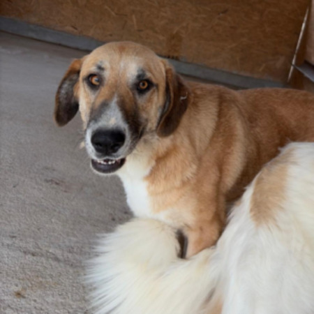 Adopter Mari
