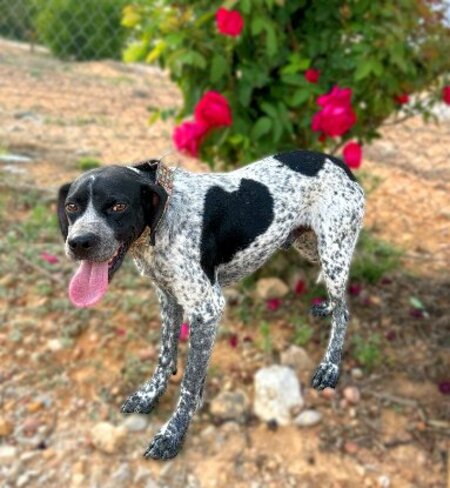 Adopter Mario