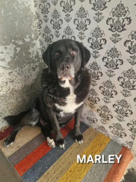 Adopter Marlay