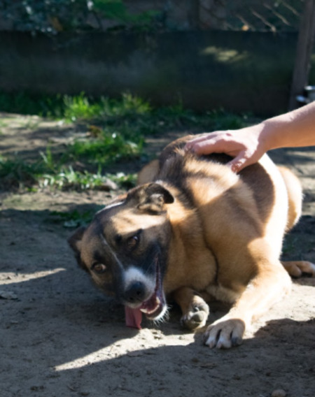Adopter Marlene