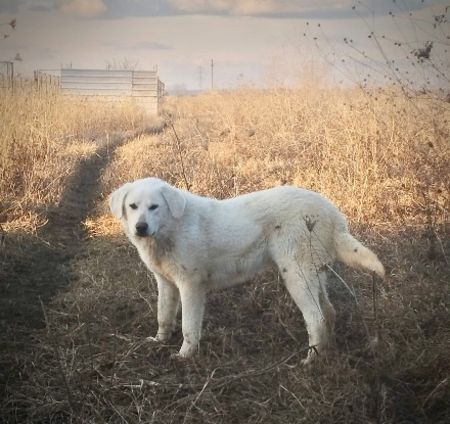 Adopter Marley