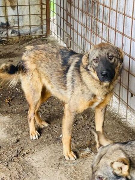 Adopter Marocco