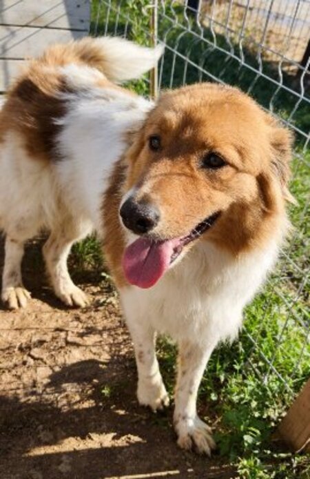 Adopter Marta