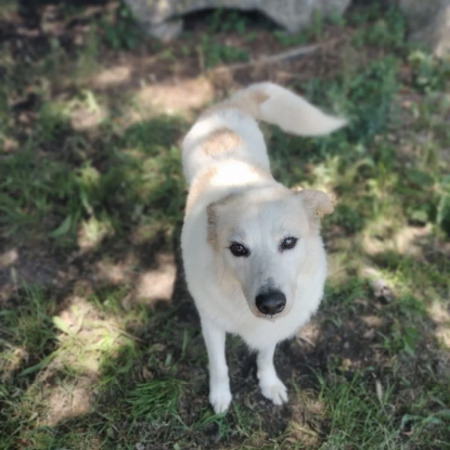 Adopter Martin