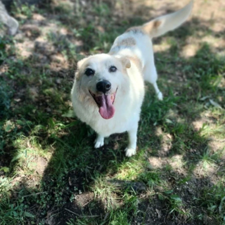 Adopter Martin