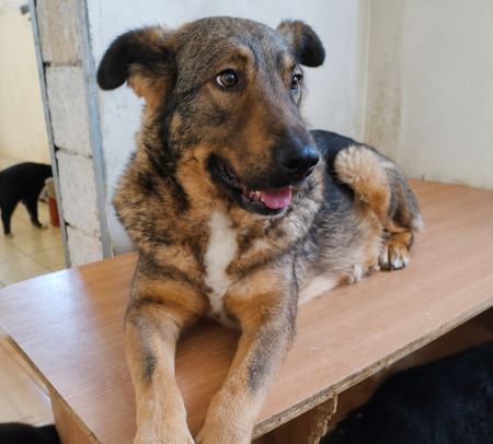 Adopter Masha