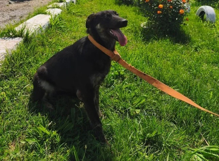 Adopter Matcha