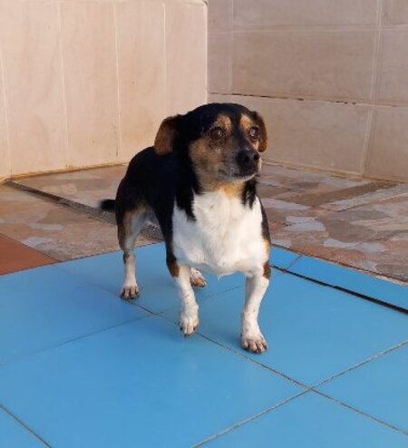 Adopter Mateo