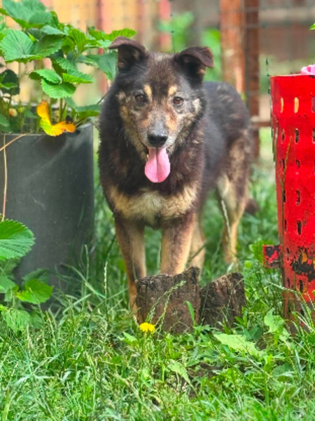 Adopter Matisse