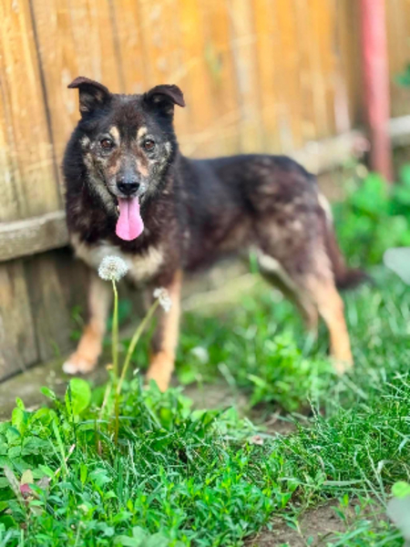 Adopter Matisse