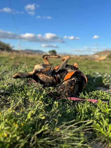 Adopter Max