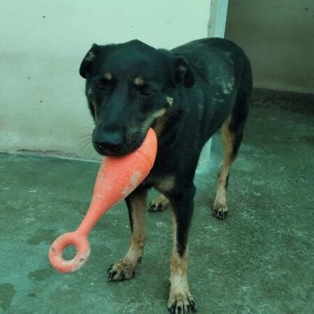 Adopter Max