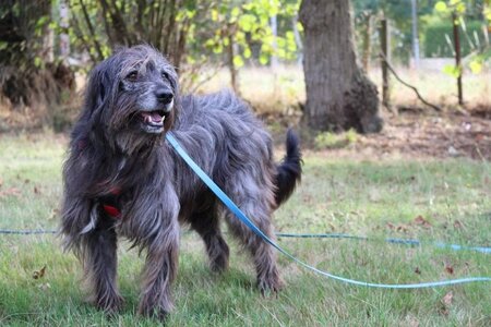 Adopter Max