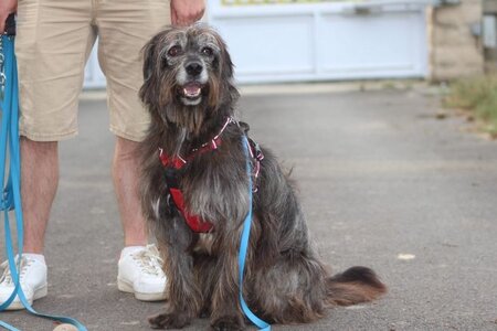 Adopter Max