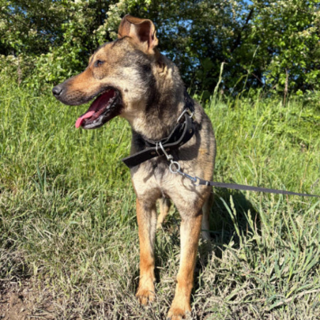 Adopter Max