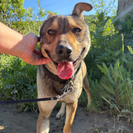 Adopter Max