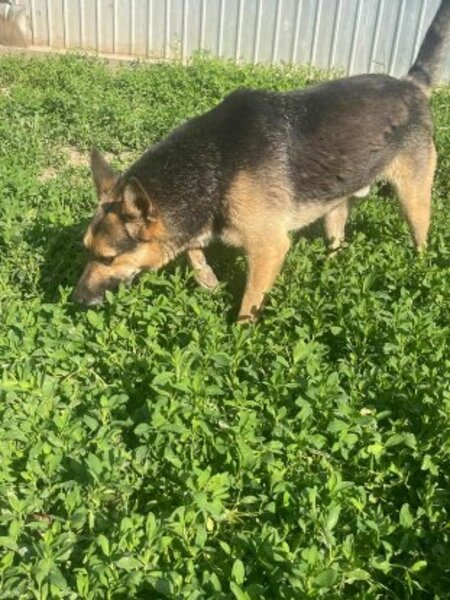 Adopter Maxi