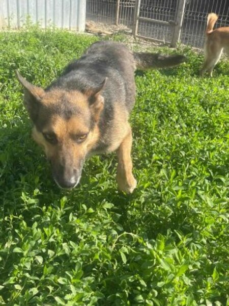 Adopter Maxi