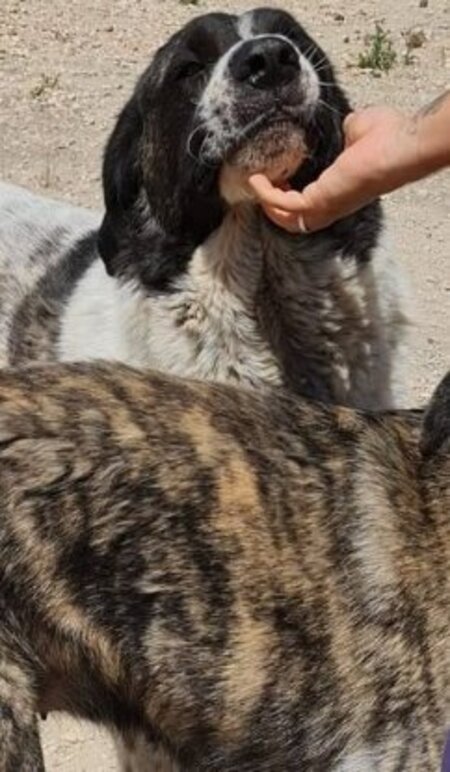 Adopter Maximus