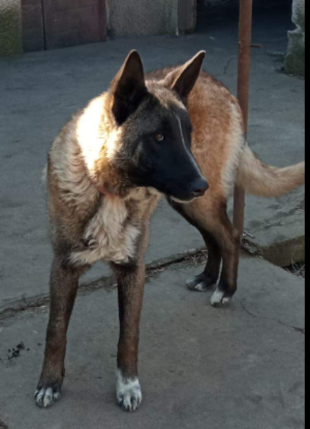 Adopter Maximus