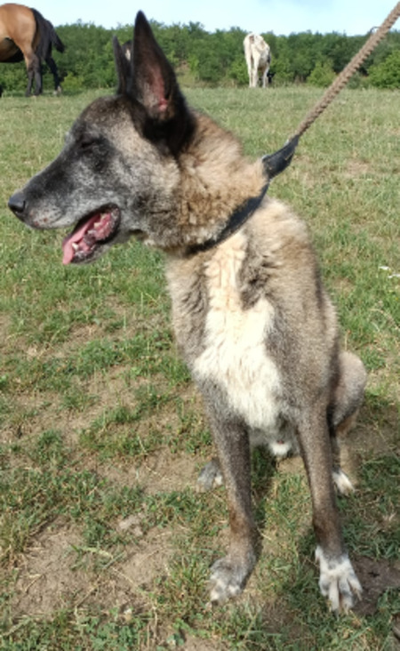 Adopter Maximus