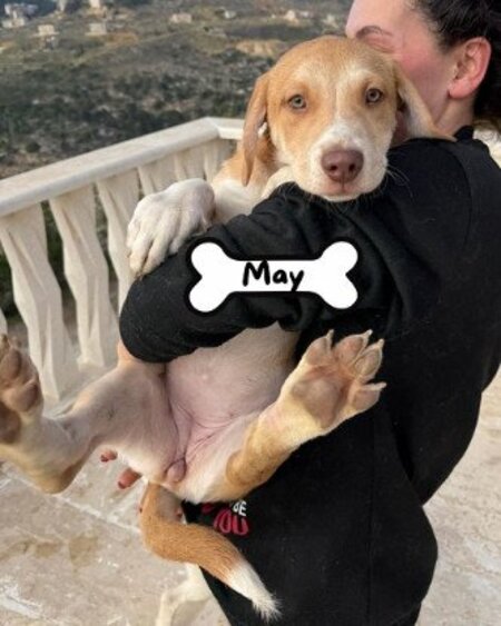 Adopter May