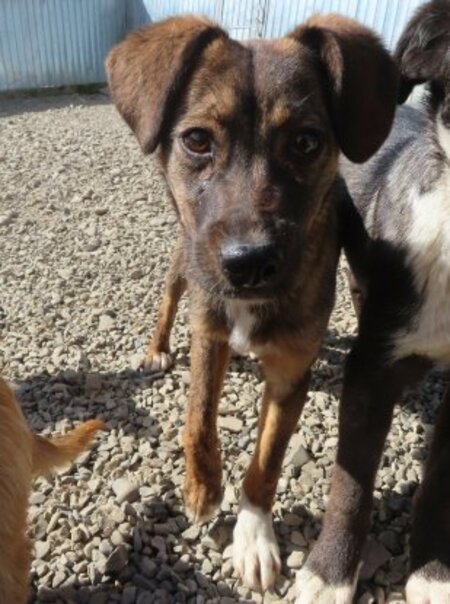 Adopter Mayfeld