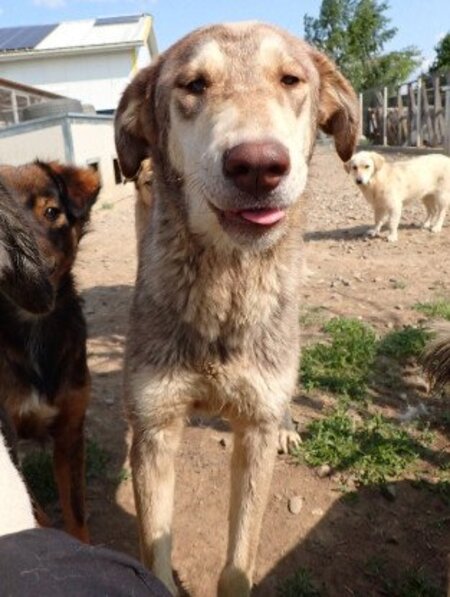 Adopter Meadows