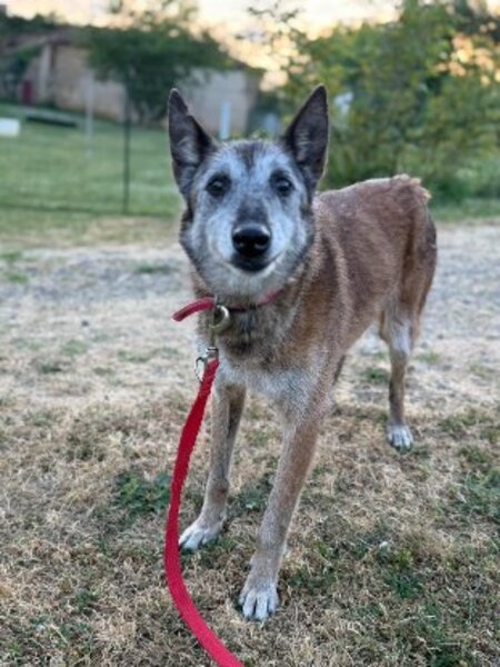 Adopter Melba