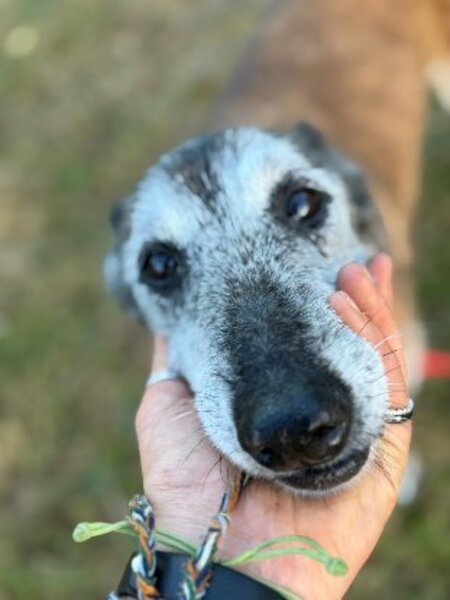 Adopter Melba