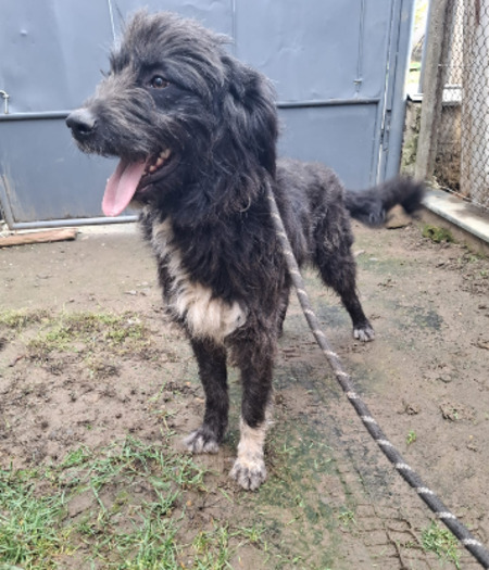 Adopter Memphis