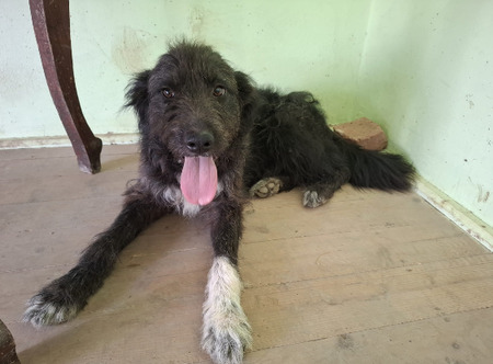 Adopter Memphis