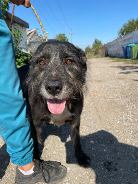 Adopter Merlin