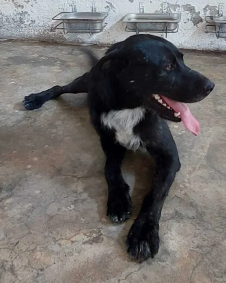 Adopter Merlin
