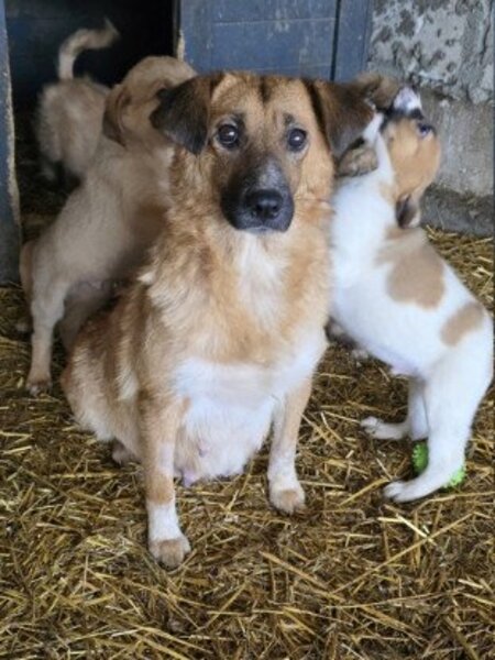 Adopter Merry