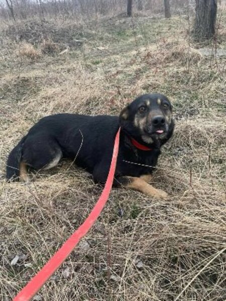 Adopter Merry