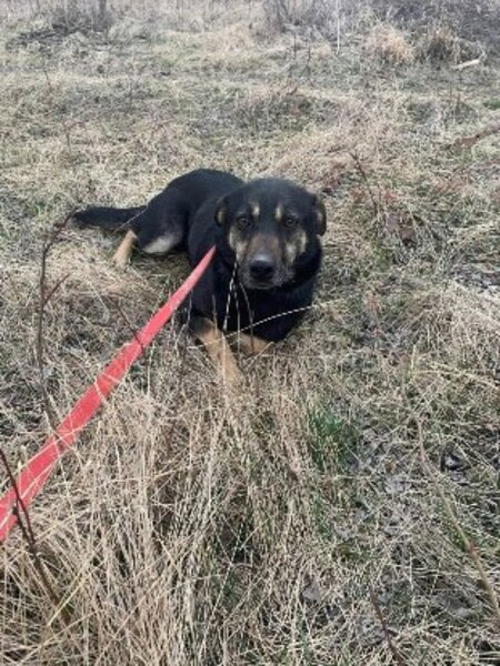 Adopter Merry