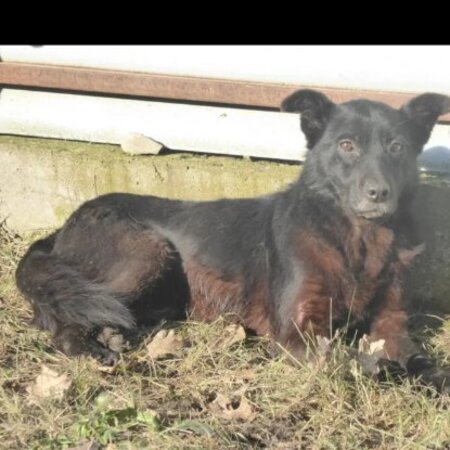 Adopter Mexique