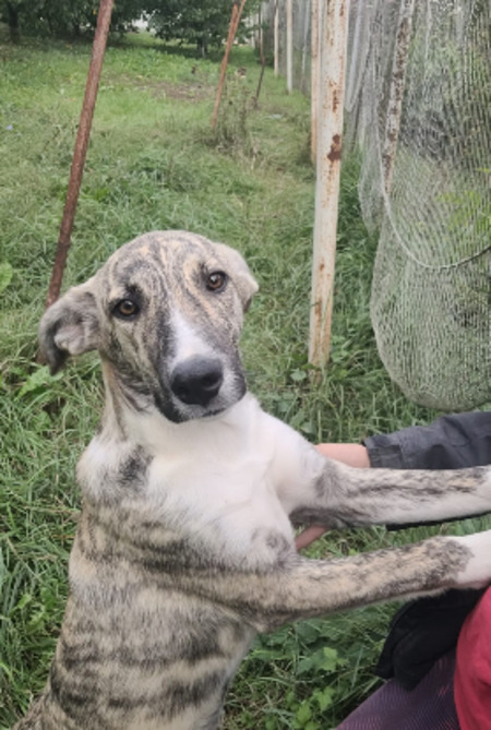 Adopter Michaella