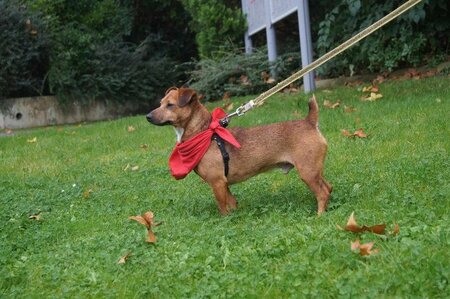 Adopter Mickey