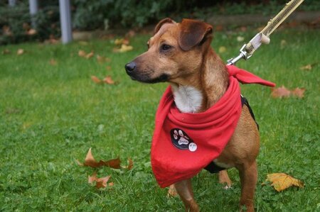 Adopter Mickey