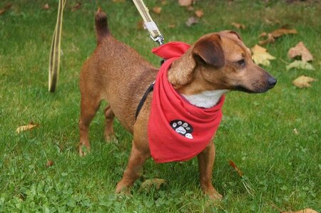 Adopter Mickey