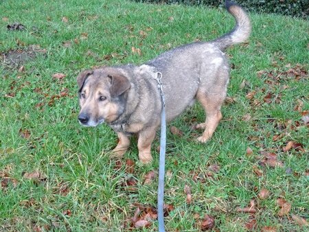 Adopter Middleton